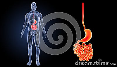 Stomach with small intestine zoom with anatomy anterior view Stock Photo