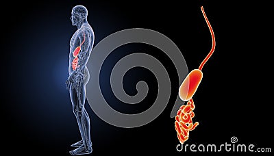 Stomach and small intestine zoom with anatomy lateral view Stock Photo