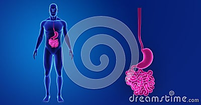 Stomach and Small Intestine zoom with Body Anterior view Stock Photo