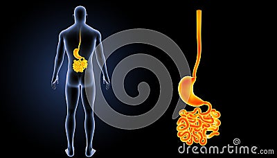 Stomach with small intestine zoom with body posterior view Stock Photo