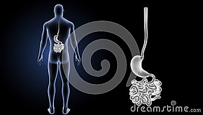 Stomach with small intestine zoom with body posterior view Stock Photo