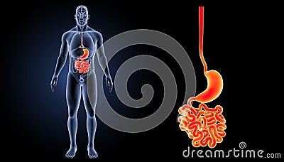 Stomach with small intestine zoom with organs anterior view Stock Photo