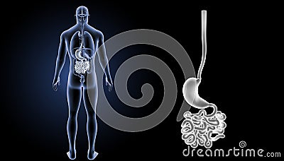 Stomach with small intestine zoom with organs posterior view Stock Photo