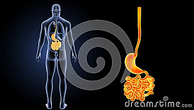 Stomach with small intestine zoom with organs posterior view Stock Photo