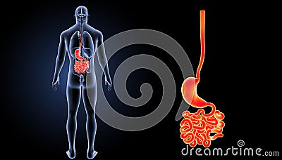 Stomach with small intestine zoom with organs posterior view Stock Photo