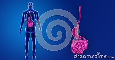 Stomach and Small Intestine zoom with Organs Posterior view Stock Photo