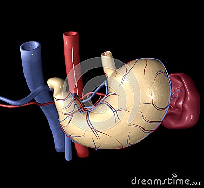 Stomach and Spleen Stock Photo