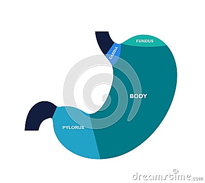 Stomach sections diagram Vector Illustration