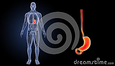 Stomach zoom with anaterior anterior view Stock Photo