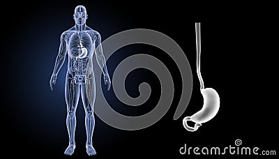 Stomach zoom with anatomy anterior view Stock Photo