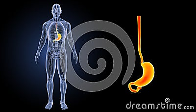 Stomach zoom with anatomy anterior view Stock Photo