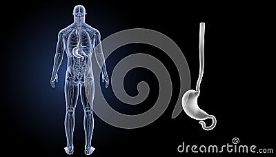 Stomach zoom with anatomy posterior view Stock Photo