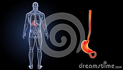 Stomach zoom with anatomy posterior view Stock Photo