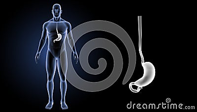 Stomach zoom with body anterior view Stock Photo