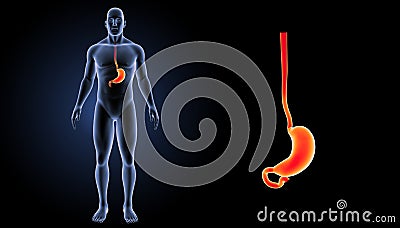 Stomach zoom with body anterior view Stock Photo