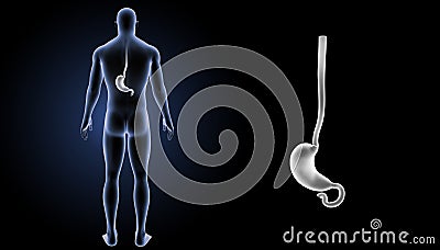 Stomach zoom with body posterior view Stock Photo