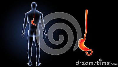 Stomach zoom with body posterior view Stock Photo