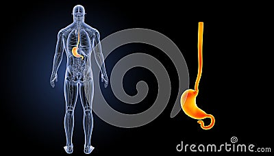 Stomach zoom with circulatory posterior view Stock Photo