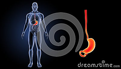 Stomach zoom with organs anterior view Stock Photo