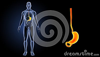 Stomach zoom with organs anterior view Stock Photo