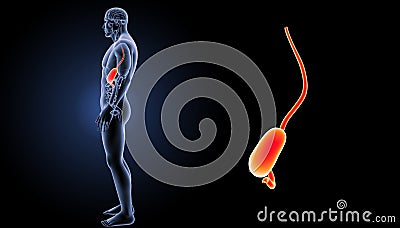 Stomach zoom with organs lateral view Stock Photo