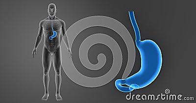 Stomach zoom with Skeleton anterior view Stock Photo