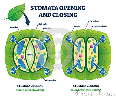 Stomata opening and closing vector illustration. Labeled educational scheme Vector Illustration