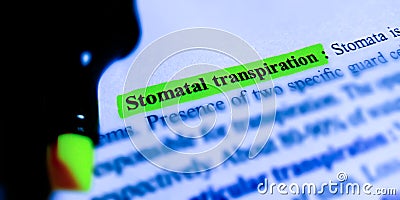 stomatal transpiration text highlighted with green pointer on paper page Stock Photo