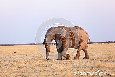 Stompy the elephant Stock Photo