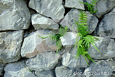 Stone background Stock Photo