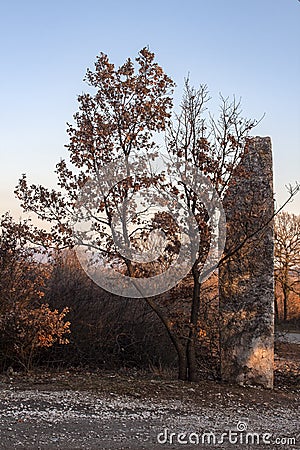 The stone behind the tree. Stock Photo