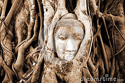 Stone budda head in the tree roots Stock Photo