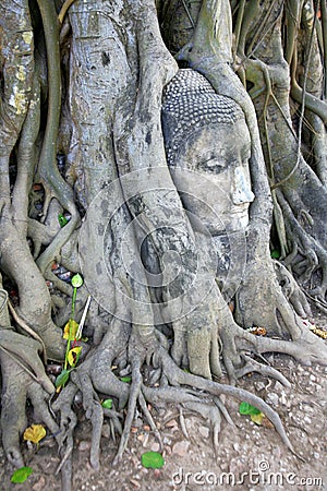 Stone budda head in the tree roots in Ayutthaya Stock Photo