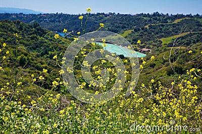 Stone Canyon reservoir yellow mustard seed flowers Stock Photo