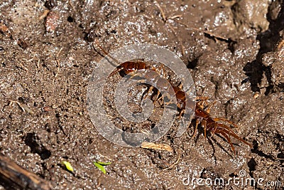 Stone Centipede - Genus Lithobius Stock Photo