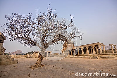 View of the alone tree at the stone chariot vijaya vithala temple main attraction at hampi, karnataka, india Stock Photo