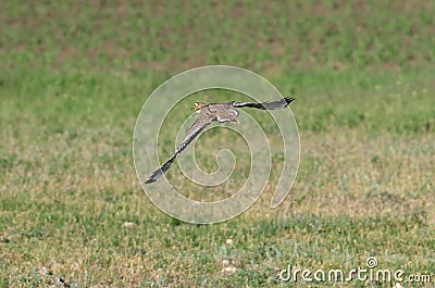 The stone-curlew in flying Stock Photo