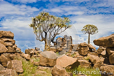 Stone Desert Giant's Playground and Quiver Trees, Namibia Stock Photo