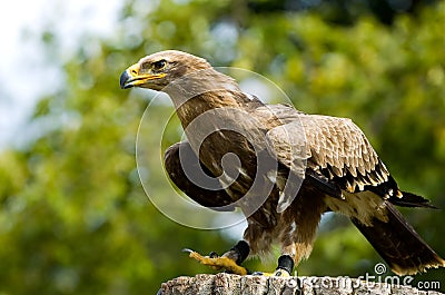 Stone eagle Stock Photo