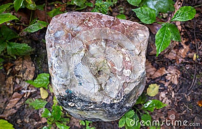 a stone in the forest Stock Photo