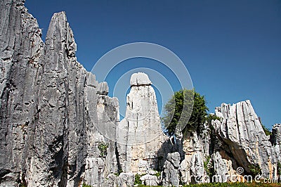 Stone forest Stock Photo