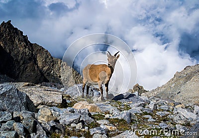 Stone goat Stock Photo