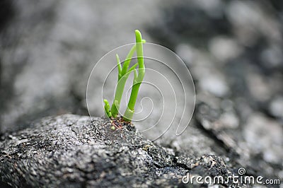 Stone with Green Shoots Stock Photo