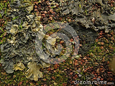 Stone and lichen Stock Photo