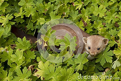 Stone-marten Stock Photo