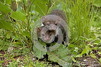 Stone Marten or Beech Marten, martes foina, Youngs, Normandy Stock Photo