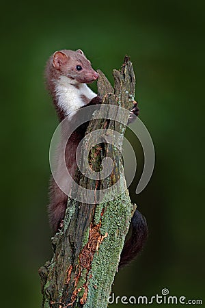 Stone marten, detail portrait of forest animal. Small predator sitting on the tree trunk with green moss in forest. Wildlife scene Stock Photo