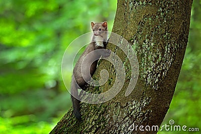 Stone marten, detail portrait of forest animal. Small predator sitting on the tree trunk with green moss in forest. Wildlife scene Stock Photo