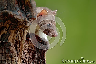 Stone marten, detail portrait. Small predator sitting on the tree trunk in forest. Wildlife scene, Poland. Beautiful cute forest Stock Photo