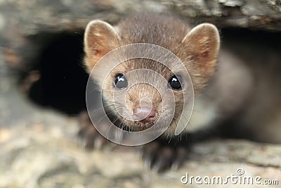 Stone marten Stock Photo